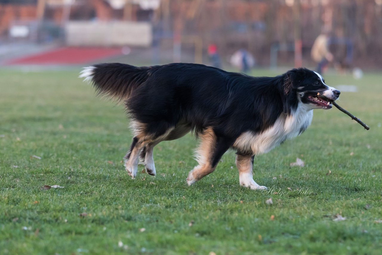 Bild 38 - Hundeshooting